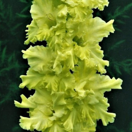 Гладиолус Lemon Tree (Petite Puce) 12/14