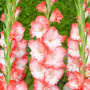 Гладиолус Pink Lady 10/12 опт