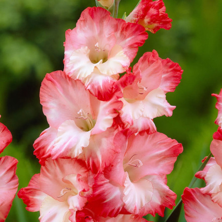 Гладиолус Pink Lady 14/16