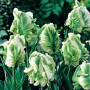 Попугайный тюльпан Super Parrot 12/+