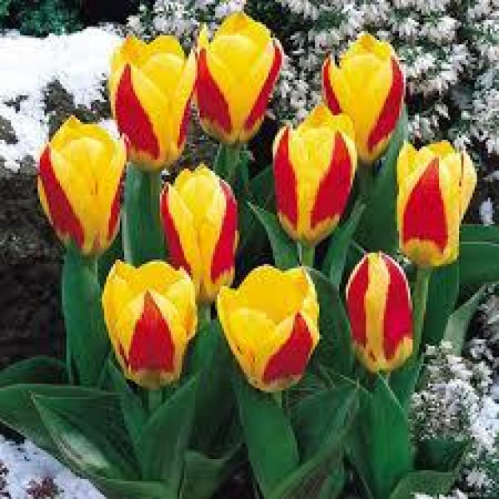 Тюльпан низкорослый Кауфмана Stresa 11/12