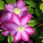 Клематис Kakio (Pink Champagne)