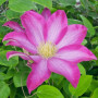Клематис Kakio (Pink Champagne)