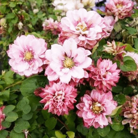 Клематис Pink Passion