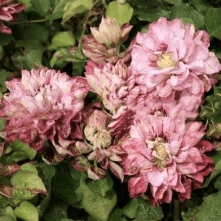 Клематис Pink Passion