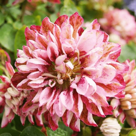 Клематис Pink Passion
