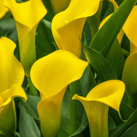 Калла Sunclub 20+
