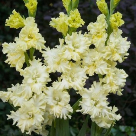 Гладиолус Lemon Frizzle 10/12