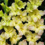 Гладиолус Lemon Frizzle 10/12