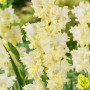 Гладиолус Lemon Frizzle 10/12
