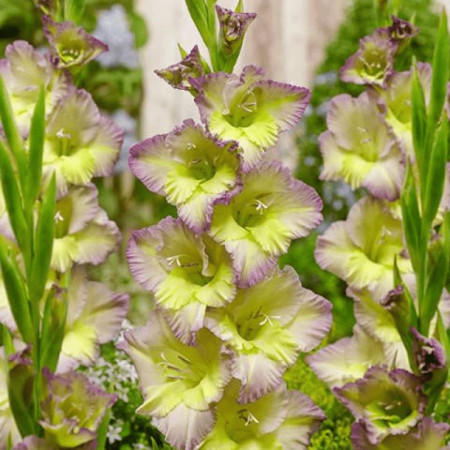 Гладиолус Moonlight shadow 12/14