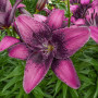 Лилия Азиатская Purple Dream 14/16