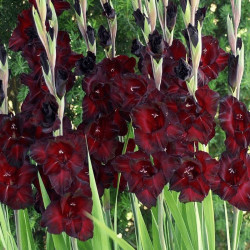 Гладиолус Black sea 12/14