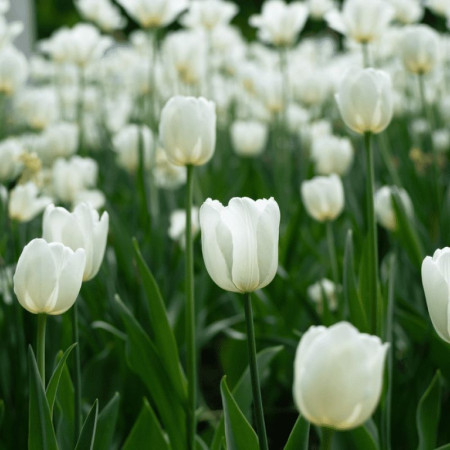 Тюльпан Простой White Marvel 10/11
