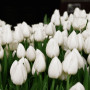 Тюльпан Простой White Marvel 10/11