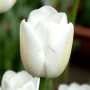 Тюльпан Простой White Marvel 10/11