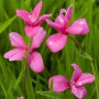 Родогипоксис Tetra Pink