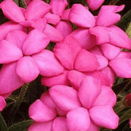 Родогипоксис Tetra Pink