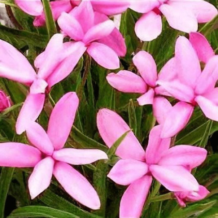 Родогипоксис Tetra Pink