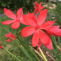 Схизостилис (Schizostylis) coccinea