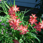 Схизостилис (Schizostylis) coccinea
