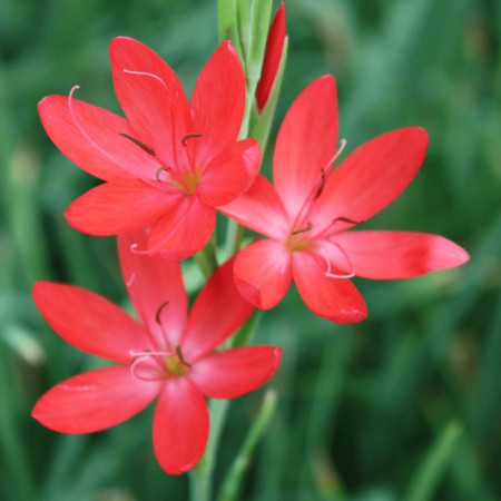 Схизостилис (Schizostylis) coccinea