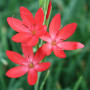 Схизостилис (Schizostylis) coccinea