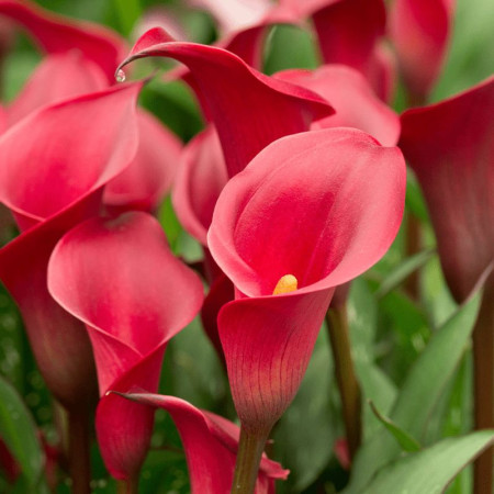 Калла Red Charm 14/16