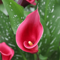 Калла Red Charm 14/16