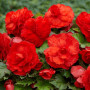 Бегония бахромчатая красная (scarlet)