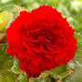 Бегония бахромчатая красная (scarlet)