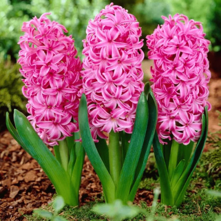 Гіацинт Pink Pearl 14/15