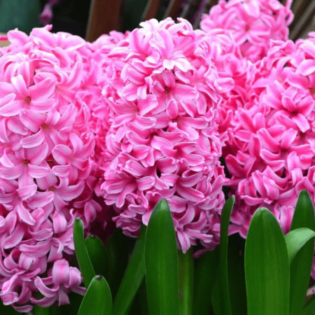 Гіацинт Pink Pearl 14/15