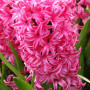 Гіацинт Pink Pearl 14/15
