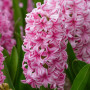 Гіацинт Pink Pearl 14/15