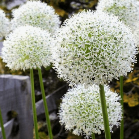 Аллиум stipitatum White Giant 18/20