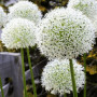 Аллиум stipitatum White Giant 18/20