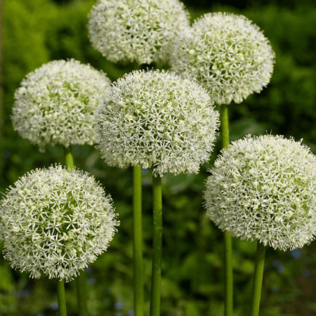 Аллиум stipitatum White Giant 18/20