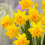Нарцисс махровый Tete Boucle 14/16