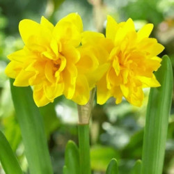 Нарцисс махровый Tete Boucle 14/16