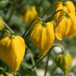 Семена Цветы Клематис Тангутский 0,1г (Семена Украины)