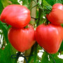 Семена Томат Фатима 100 шт., СМ