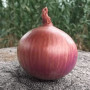 Семена Лук Обитель Ампосты 300 шт., СМ