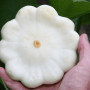 Семена Патиссон Сашенька 10 шт, ТМ Гелиос