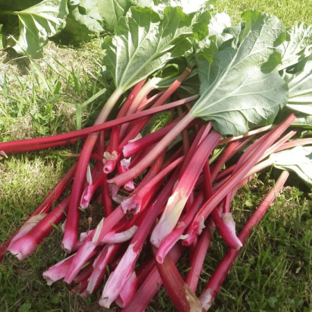 Семена Ревень Немецкое Вино 30 шт., СМ