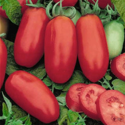 Семена Томат Арабеска 100 шт., СМ