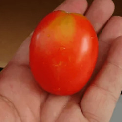 Семена Томат Бакир 100 шт., СМ