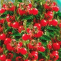 Семена Томат Жемчужинка розовая 20 шт.ТМ Гелиос
