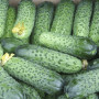 Семена Огурец Комнатный 10 шт. ТМ Гелиос