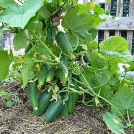 Семена Огурец Кустовой 5г ТМ Урожай